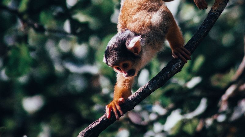 atelidae, monkey, climbing, branches, 4k
