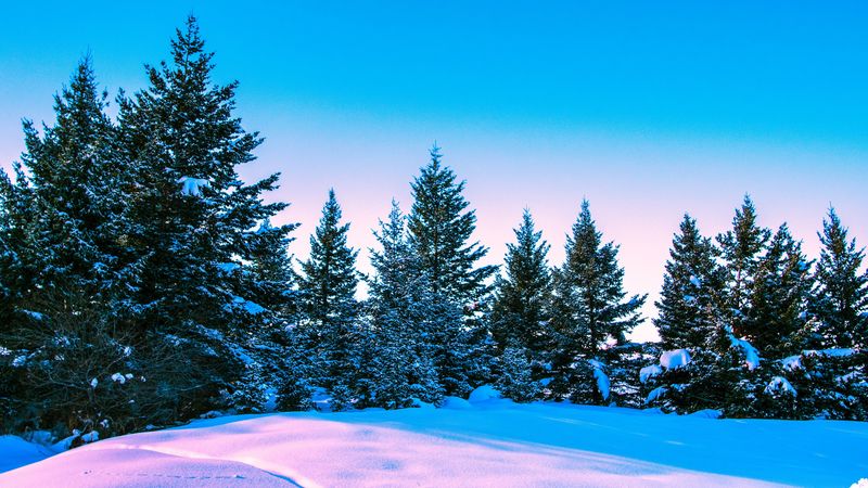 winter, forest, trees, bright, sky, 4k