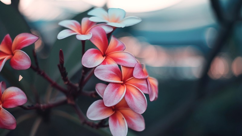 nature, flowers, closeup, depth of field
