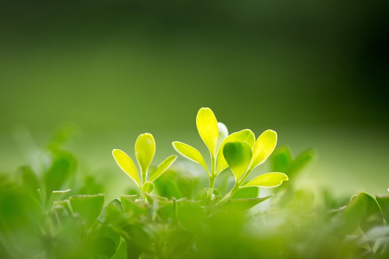 green, plants, leaves