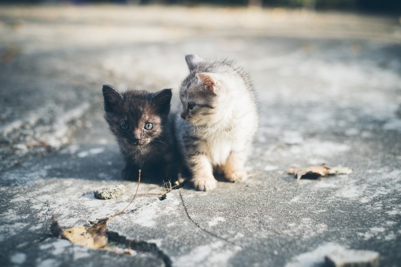 kittens, cats, animals, mammals
