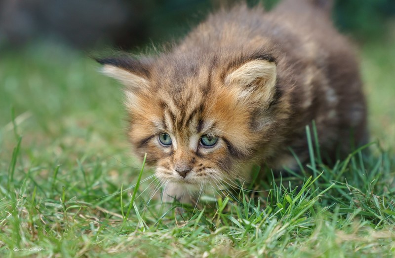 grass, outdoors, cats, animals, mammals, kittens, Maine Coon