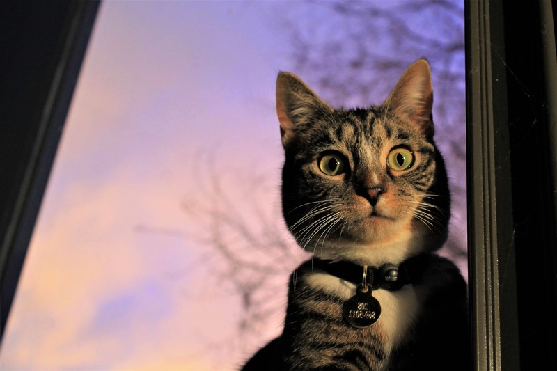 cats, animals, mammals