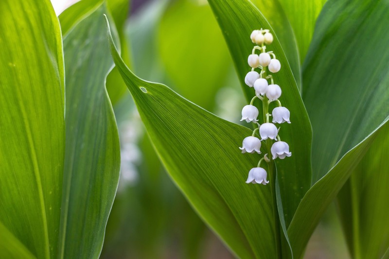 leaves, flowers, plants