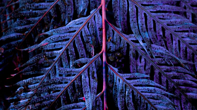 leaves, branch, carved, purple, 4k