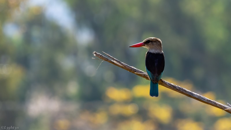 photography, nature, birds, kingfisher
