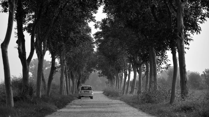 car, trees, bw, road, 4k