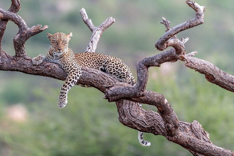 big cats, animals, mammals, wood, leopard, trees
