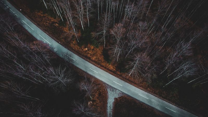 forest, aerial view, autumn, trees, branches, road, 4k