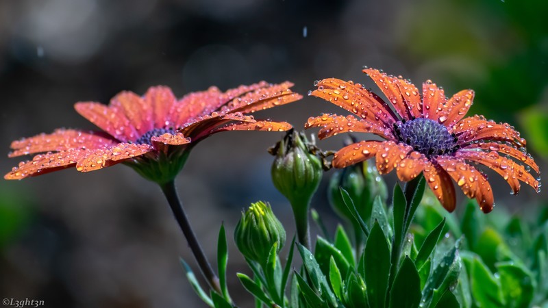 flowers, colorful, water, photography, water drops