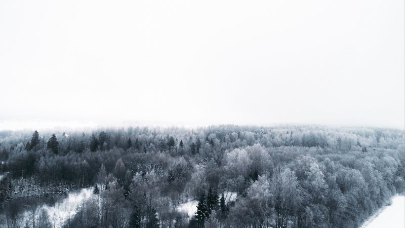 winter, trees, aerial view, minimalism, white, 4k