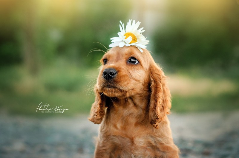 flowers, dog, outdoors, animals, mammals