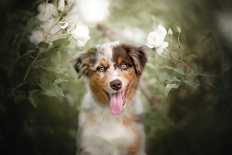 tongue out, dog, animals, mammals, frontal view