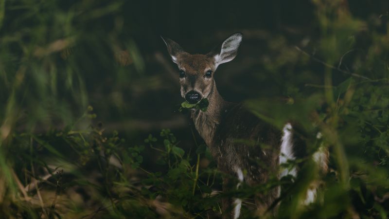 deer, grass, food, wildlife, cute, 4k