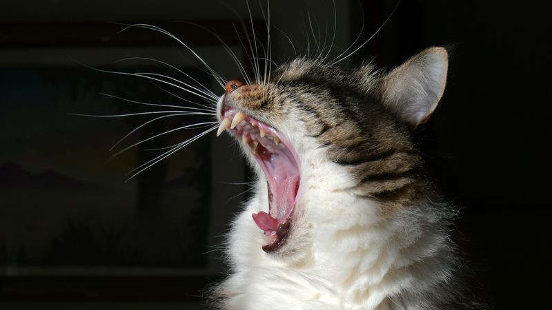 cat, yawn, fluffy, fangs, mustache, 4k