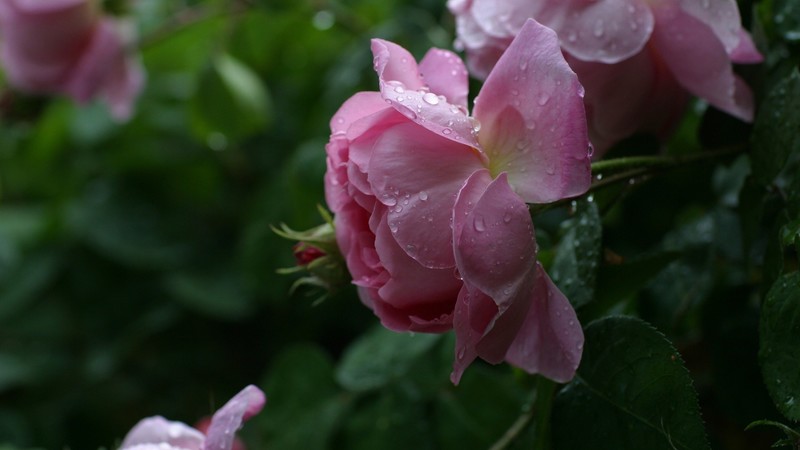 nature, flowers, rose, roses, pink roses, leaves, water drops, macro, depth of field