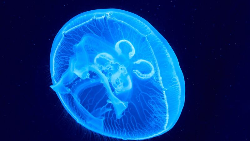 jellyfish, underwater world, glow, blue, 4k