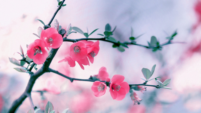 flowers, nature, depth of field, branch