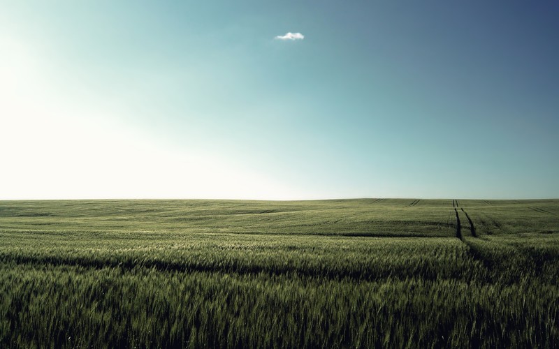 nature, field, grass