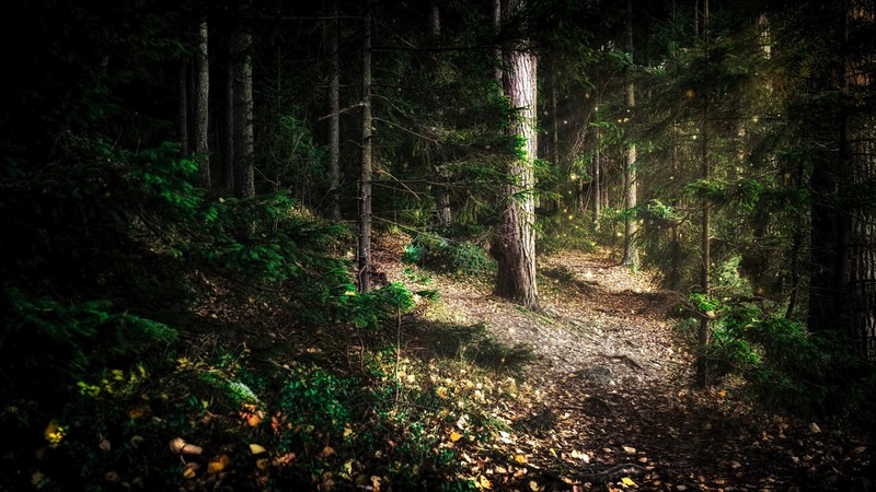 Wintersun, music, summer, Finland, forest, deep forest