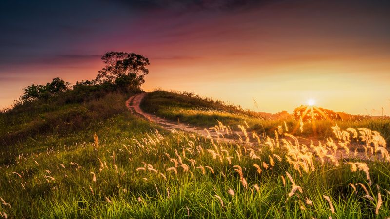 sun, rays, ears, 4k