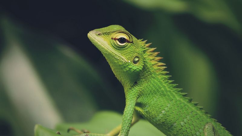 lizard, green lizard, reptile, macro, green, 4k