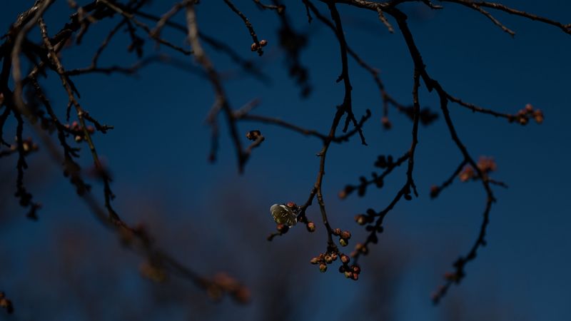 branch, buds, flowers, flowering, dark, spring, 4k