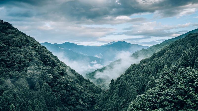 mountains, fog, trees, aerial view, landscape, 4k