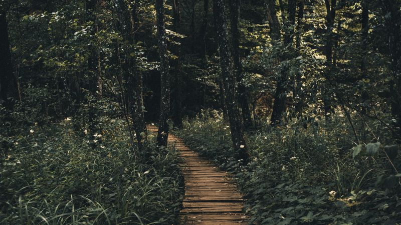 path, forest, wooden, 4k