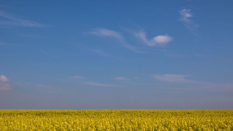 field, horizon, flowers, sky, yellow, blue, 4k