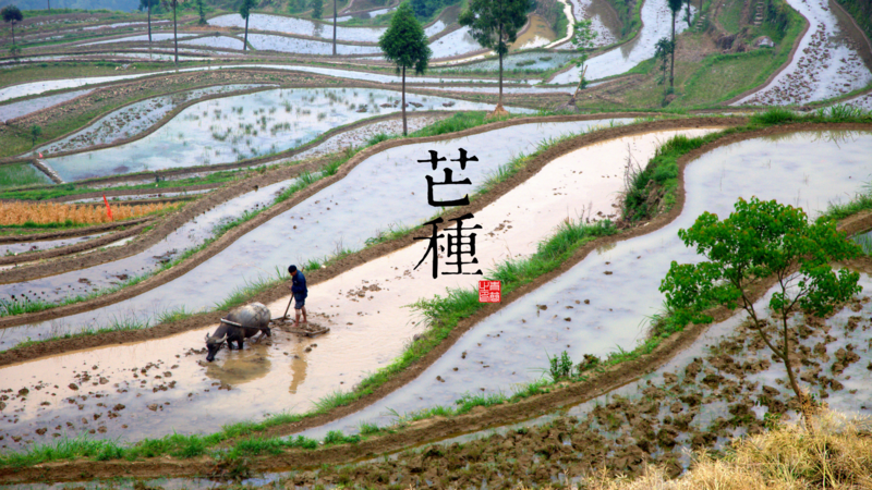 solar terms, seasons, Grain in Ear (Mang Zhong), 9th Solar Term, June 5-7