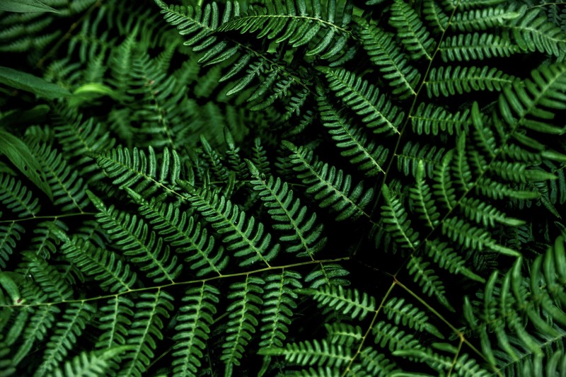 4K, plants, fern, green, black