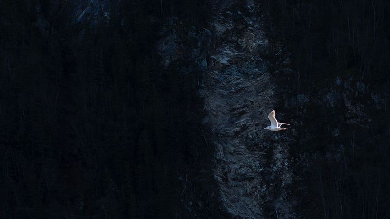 bird, seagull, flying, mountain, dark, 4k