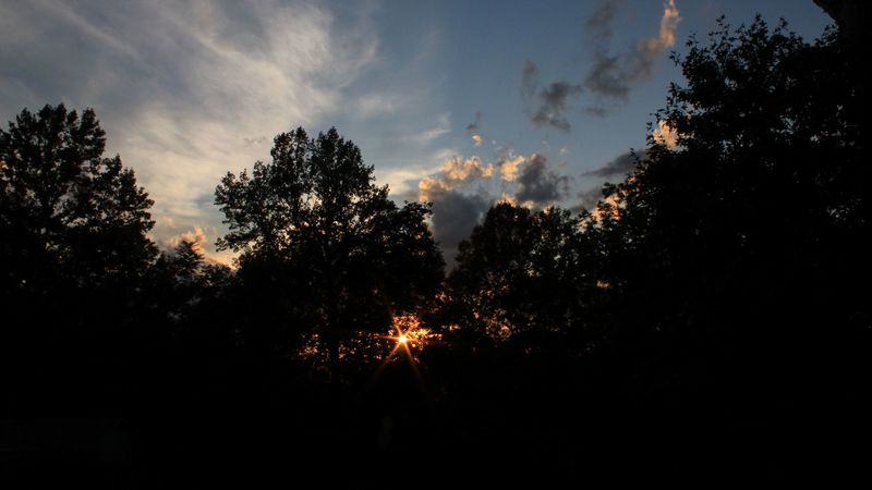 trees, sunset, rays, branches, sky, dark, 4k