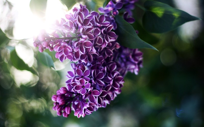 nature, flowers, closeup, leaves, depth of field, bokeh