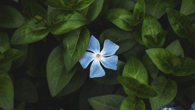 flower, leaves, contrast, green, plant, bloom, 4k