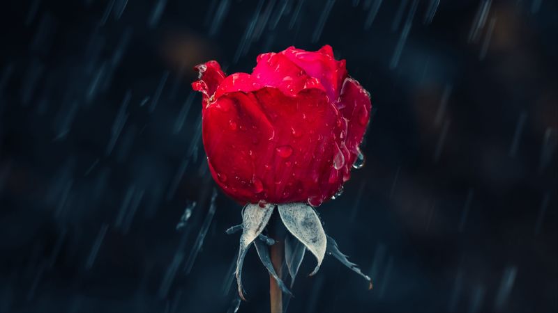 rose, rain, drops, moisture, red, 4k