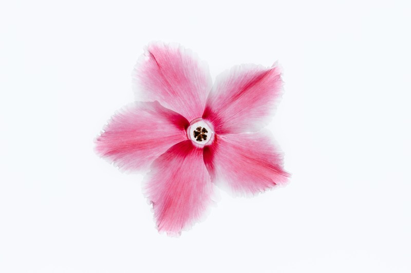 flower petals, petals, flowers, minimalism, white, white background, simple, nature, pink