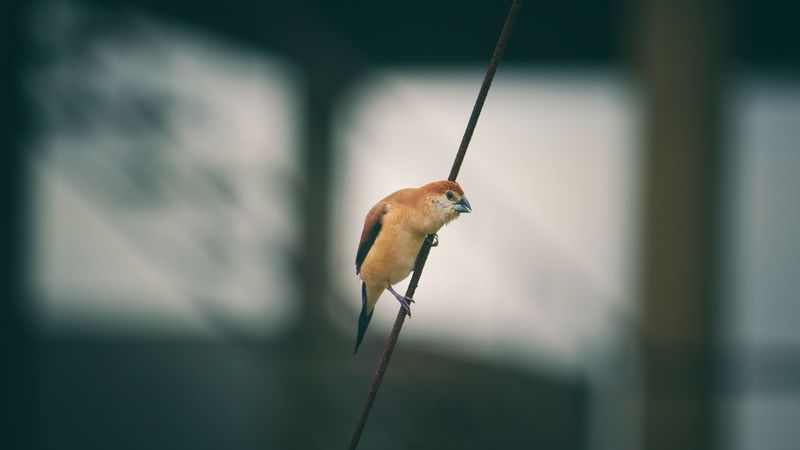 bird, wire, blur, small, 4k
