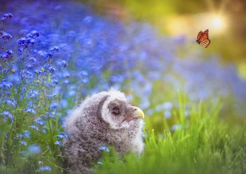animals, baby animals, butterfly, flowers, plants, birds, nature