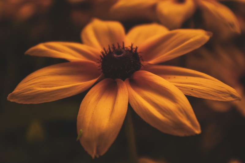 flowers, plants, yellow, bright, sunset