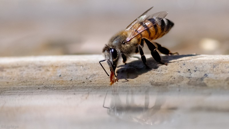 macro, reflection, nature, life, photography, insect, animals, drinking, bees