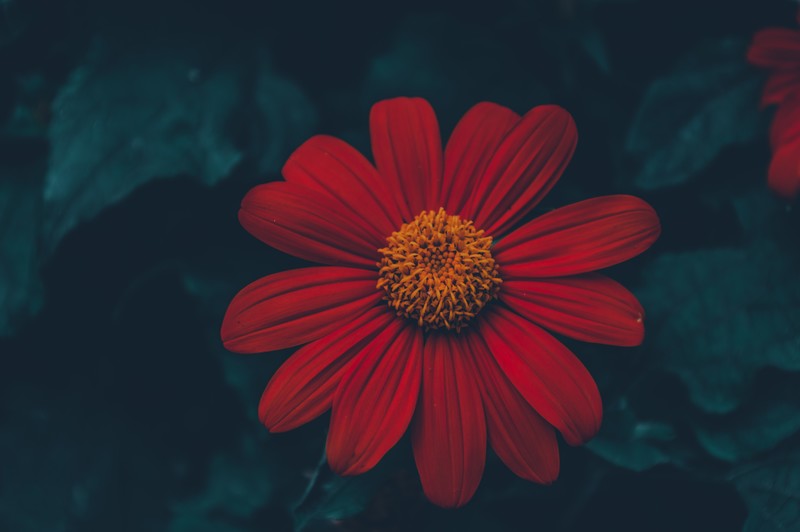 flowers, nature, plants, dark, summer