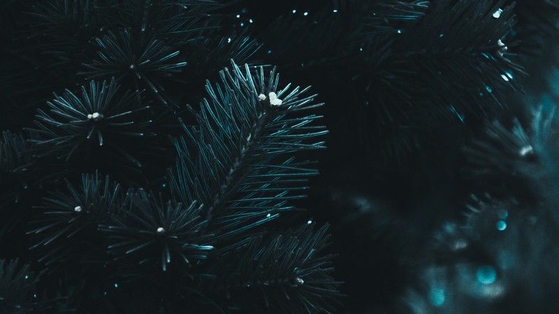 nature, plants, needles, pine trees