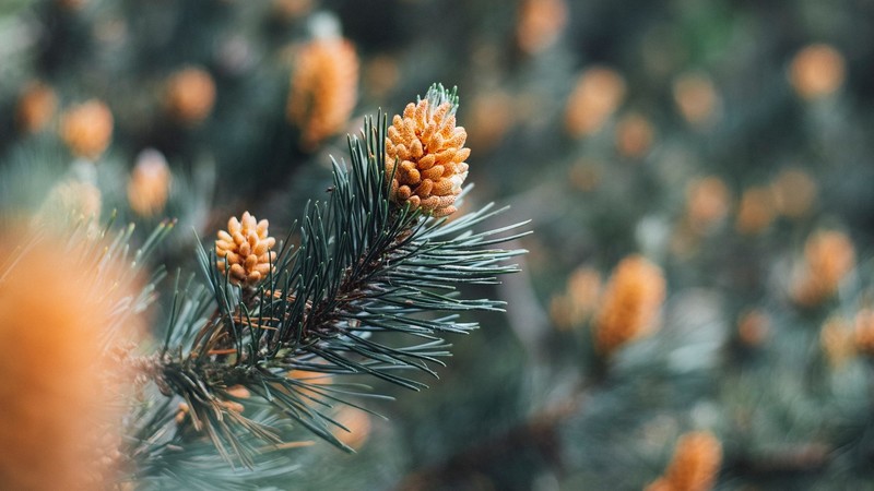 nature, plants, spruce