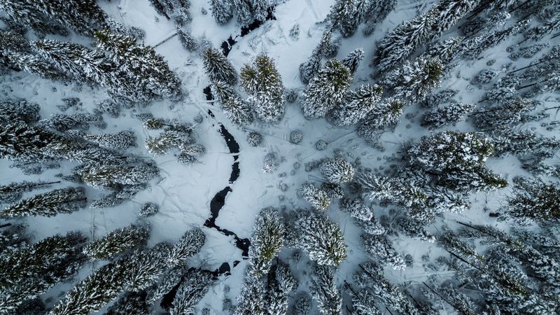 trees, winter, aerial view, snow, cranny, 4k