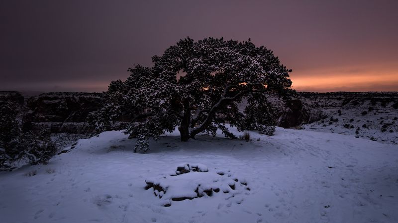 tree, snow, winter, night, snowy, sky, 4k