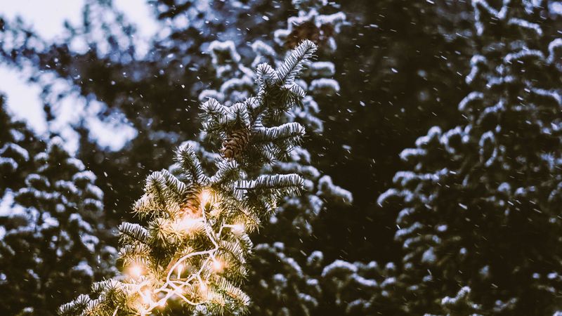 branch, spruce, festoon, snowfall, blurriness, 4k