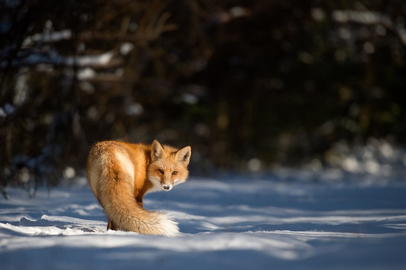 nature, fox, photography, animals, snow, winter, mammals