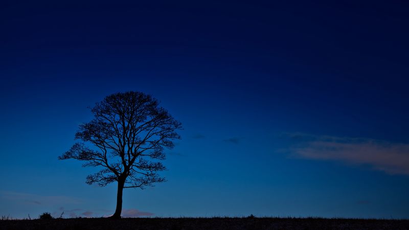 tree, night, horizon, sky, dark, 4k